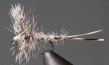 Callibaetis – Thorax - Gio's Outdoors