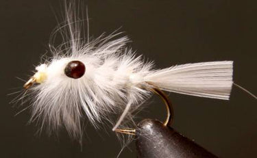 Mysis Shrimp - Gio's Outdoors