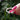 Paw Print Ring - Gio's Outdoors -Faie Jewels