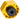 Enduro BBT-46x12-30 Pro Bottom Bracket Cup Socket Tool - 46mm x 12-spline BSA BBs w/30mm I.D bearings