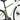 LynxFox - Carbon Fiber Road Bike - Gio's Outdoors -ROCKBROSUSA