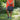 Concealed Carry Crossbody Ann Satchel by Lady Conceal - Gio's Outdoors -Lady Conceal Wholesale