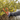 YakGear Brush Gripper - Gio's Outdoors