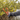 YakGear Brush Gripper - Gio's Outdoors