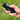 Tactacam remote control works with all Tactical 5.0 & Fish-I models - Gio's Outdoors