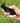 Tactacam remote control works with all Tactical 5.0 & Fish-I models