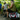 Revolution Carolina Team V3 Disc Golf Bag - Rust - Gio's Outdoors
