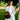 Concealed Carry Allie Leather Backpack by Lady Conceal - Gio's Outdoors -Lady Conceal Wholesale