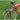 Wald 257 Ewald's Multi-Fit Front Rack: Gloss Black