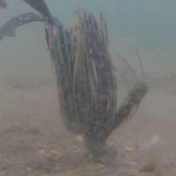 Reaction Tackle Lead Flipping Jigs- 3-PACK - New - Gio's Outdoors