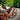 Top Tube Bag, Welded, TPU, Black - Gio's Outdoors -Orange Mud, LLC