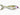 Bucca 6" Trick Shad (1-5/8oz) - Gio's Outdoors -Gio's Outdoors