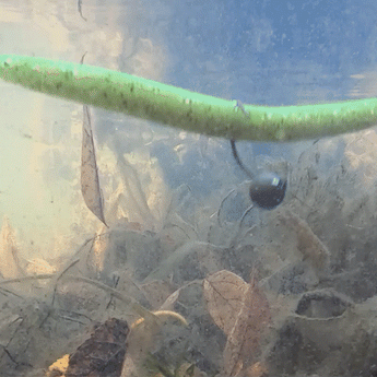 Reaction Tackle Lead Wacky Jigs- 10-PACK- Ultra Sharp - New - Gio's Outdoors